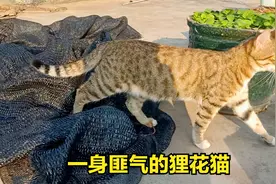 狸花猫吃货一身匪气，长得像只豹子，调皮好玩还特别好战视频封面