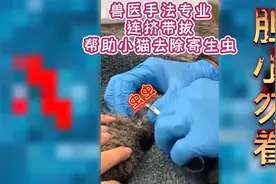 第一视角记录帮助小猫拔出寄生虫,过程很解压(胆小勿看)视频封面