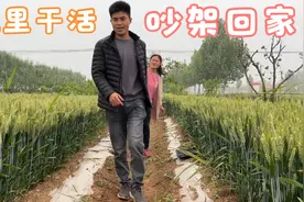 农村搞笑夫妻俩，麦田地里干活，一言不合就吵架，摄像哥不知所措视频封面