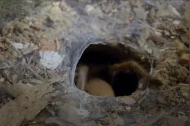 个子最大的澳洲食肉类蜘蛛-东方狼蛛视频封面