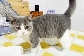 小猫不睡觉，跟着主人边走边叫，看到玩具后主人才明白它的意思视频封面