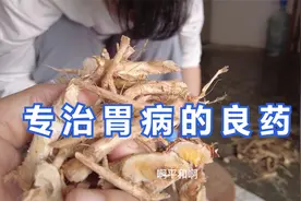 乡间百草，了解专治胃病的草药。视频封面