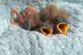 小鸟会把睁眼第一眼看到的人当成妈妈吗？视频封面