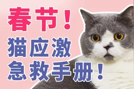 春节猫应激急救手册！猫应激如何处理视频封面