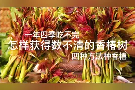 我用4种方法种香椿，种活了数不清的香椿树，一年四季吃不完视频封面