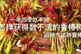 我用4种方法种香椿，种活了数不清的香椿树，一年四季吃不完视频封面