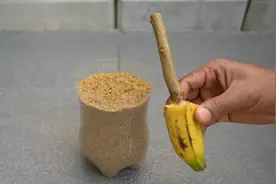 树枝沾点香蕉，插可乐瓶里，浇上水，有意思的事情发生了视频封面