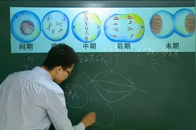 高一生物，细胞增殖与分化-有丝分裂知识点，重点解析视频封面