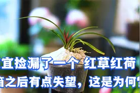 便宜捡漏了一棵网红兰花红草红荷，开箱之后有点失望，看看怎么了视频封面
