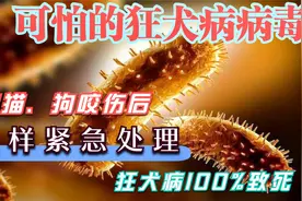 被哪些动物咬伤、抓伤，才需要打狂犬疫苗？哪些情况不需要打疫苗视频封面