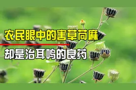 农民眼中的害草“苘麻”，却是治耳鸣的良药，种子竟然还能炖肉