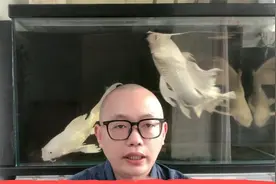 您知道如何喂鱼吗？要多久喂一次，一次喂多少合适？视频封面