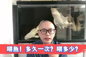 您知道如何喂鱼吗？要多久喂一次，一次喂多少合适？视频封面