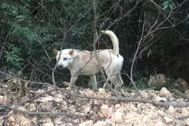 深山偶遇威武白狗箭毛犬，从它的表现看出，这土狗对主人非常忠诚