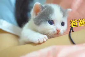 猫爸爸会咬死亲生孩子？视频封面