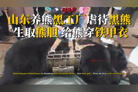 山东养熊黑工厂，在熊胆内插入金属导管，还专门为黑熊穿上铁甲衣