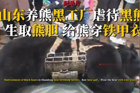 山东养熊黑工厂，在熊胆内插入金属导管，还专门为黑熊穿上铁甲衣视频封面