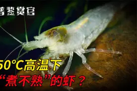 生活在450℃海底火山口的虾，它为什么“煮不熟”？人类可以吃吗视频封面
