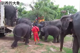 泰国有很多驯养的大象，驯养员这次把一群大象赶上卡车运走视频封面