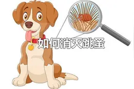 只要喷一下，跳蚤死光光视频封面