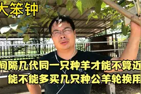 间隔几代同一只种羊才能不算近亲？能不能多买几只种公羊轮换用？视频封面
