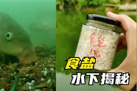 食盐钓鱼真的有那么厉害？水下测试揭露真相，结果颠覆了我的认知视频封面