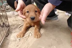 东哥去狗市看到一窝长相不错的金毛，非常喜欢，能入手吗