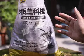 养兰花用什么土？园艺师教你，用兰花专用植料，疏松透气不烂根视频封面