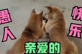 狗子：你想要什么？我都给你买！视频封面