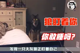 二哈从野外捡回一头狼，吃饭睡觉都在一起，最后被主人养成了二哈视频封面