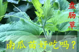 南瓜苗又称“盘肠草”，营养丰富价值好，城里10元一斤难买到视频封面