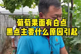 克伦生葡萄果面污染有白点小黑点什么原因？视频封面