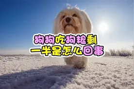 狗狗吃狗粮剩一半是怎么回事