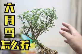 六月雪怎么养？园艺师教你，这可能是关于六月雪，最全面的教程了视频封面