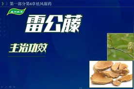 中药-雷公藤的主治功效视频封面