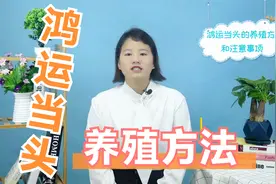 鸿运当头这么养，养出来花开爆盆，枝繁叶茂视频封面