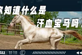 你听说过阿哈尔捷金马吗？它到底有多金贵？视频封面