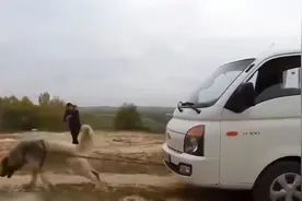 一定要远离的15种狗狗，否则你会后悔的！视频封面