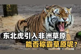 把东北虎放入非洲草原上，东北虎能称霸草原吗？答案让人意外！
