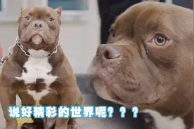 恶霸犬将军第一次上街 让狗适应害怕环境——人家真的好怕怕