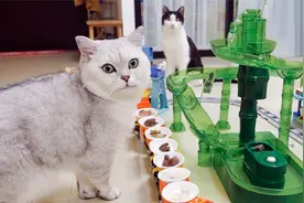 用流水素面机和乐高，给猫做一次自助餐！实现他的愿望！视频封面