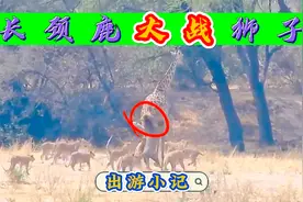 一头长颈鹿大战十五只草原狮子，事实证明，实力和技巧同样重要！视频封面