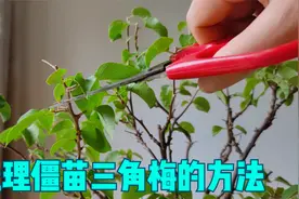 新买的三角梅僵苗了？“僵”变“活”，只需要3步视频封面