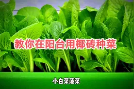 教你用椰砖在阳台种菜视频封面