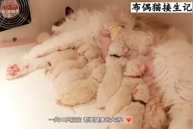 朋友的布偶猫居然生了10只猫宝宝，记录生产全过程...视频封面