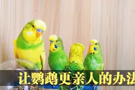 虎皮鹦鹉怎么训练才能亲近你，手养雏鸟简单笼养鸟则需要一些手段