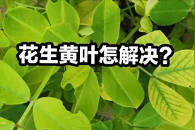 花生苗期黄叶是咋回事？如何用药能够高效解决黄叶问题？视频封面
