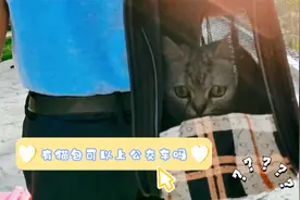 有猫包可以上公交车吗，即要选择好交通方式，又要照顾到猫的情绪视频封面
