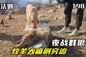 狼群深夜攻入羊圈，五只牧羊犬痛剿穷追，掉队的野狼终被当场拿下视频封面