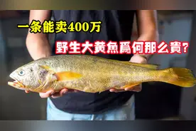 同样是黄鱼，为何野生的能卖出400万天价，人工养殖的却论斤卖？视频封面